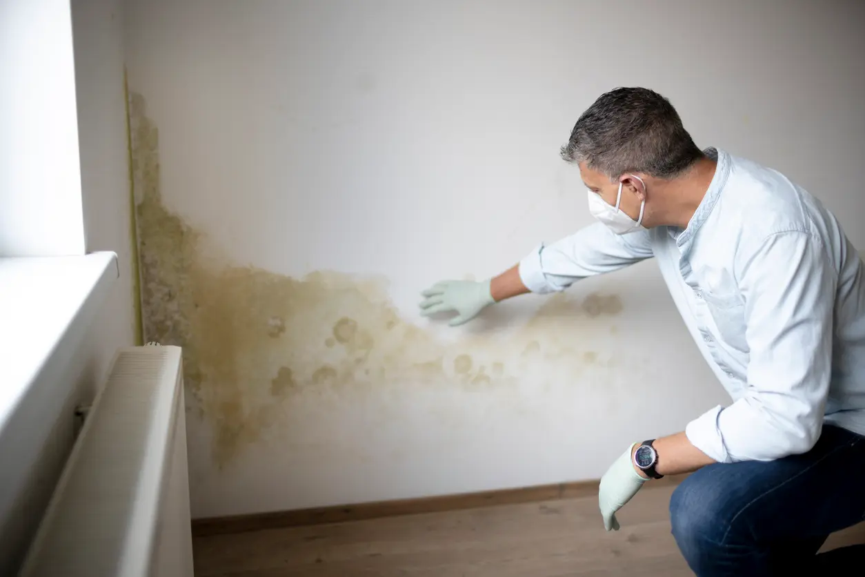 Assurance habitation et moisissure : Comment ça fonctionne?